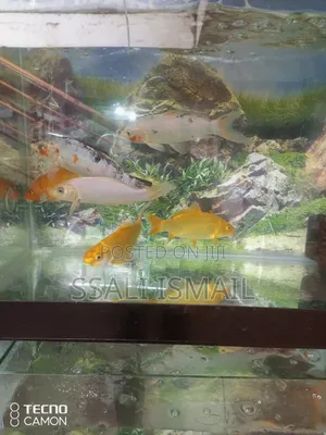 Best Size Koi Fish