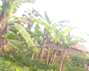 Buddo Kisozi 100 by 70 , With Tittle. Just on Road