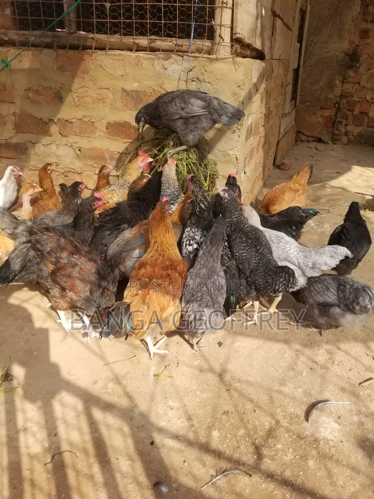 Local Chicken