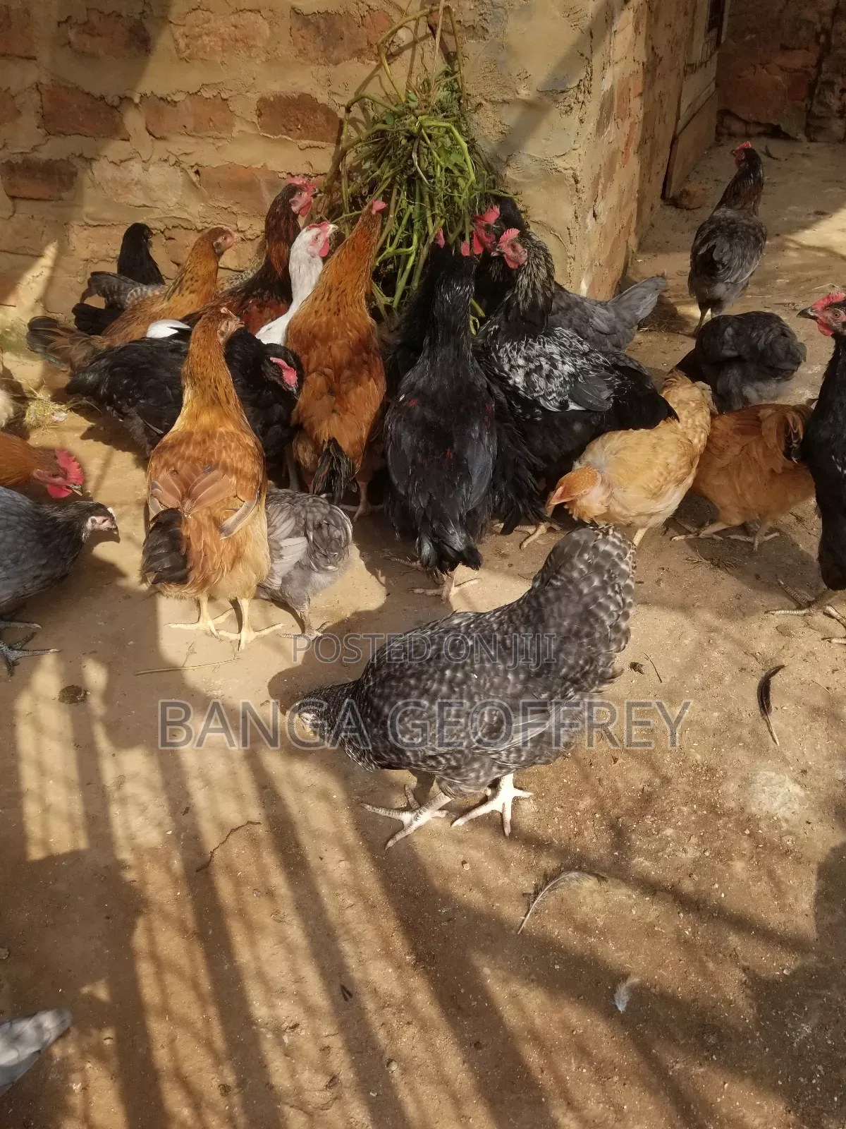 Local Chicken