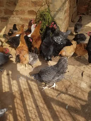 Local Chicken