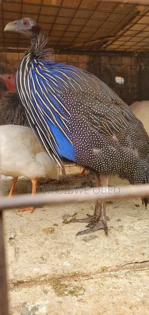 Vulturine Guinea Fowl