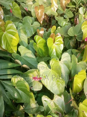 Indoor and Outdoor Plants