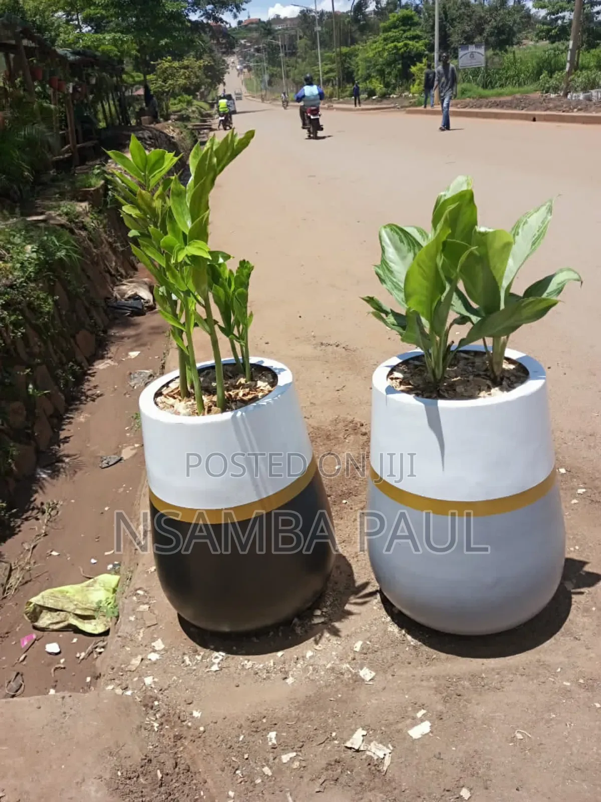 Indoor and Outdoor Plants