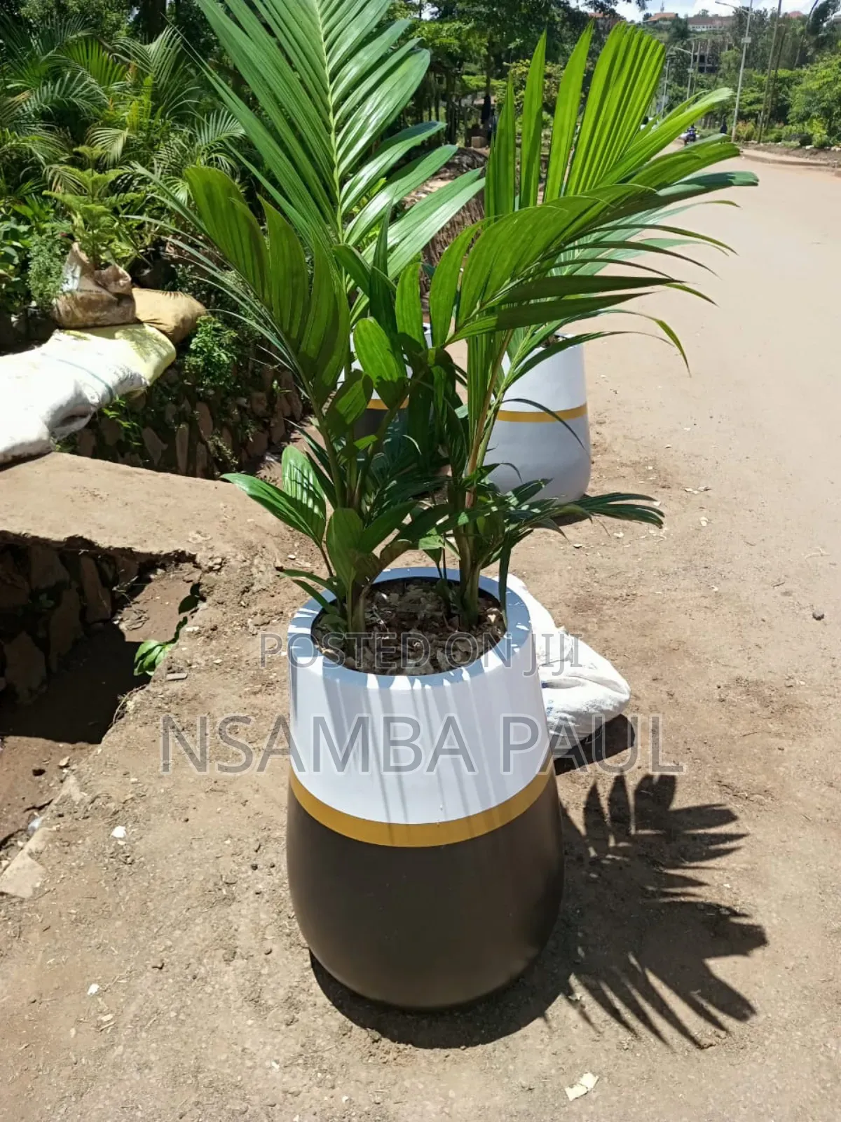 Indoor and Outdoor Plants