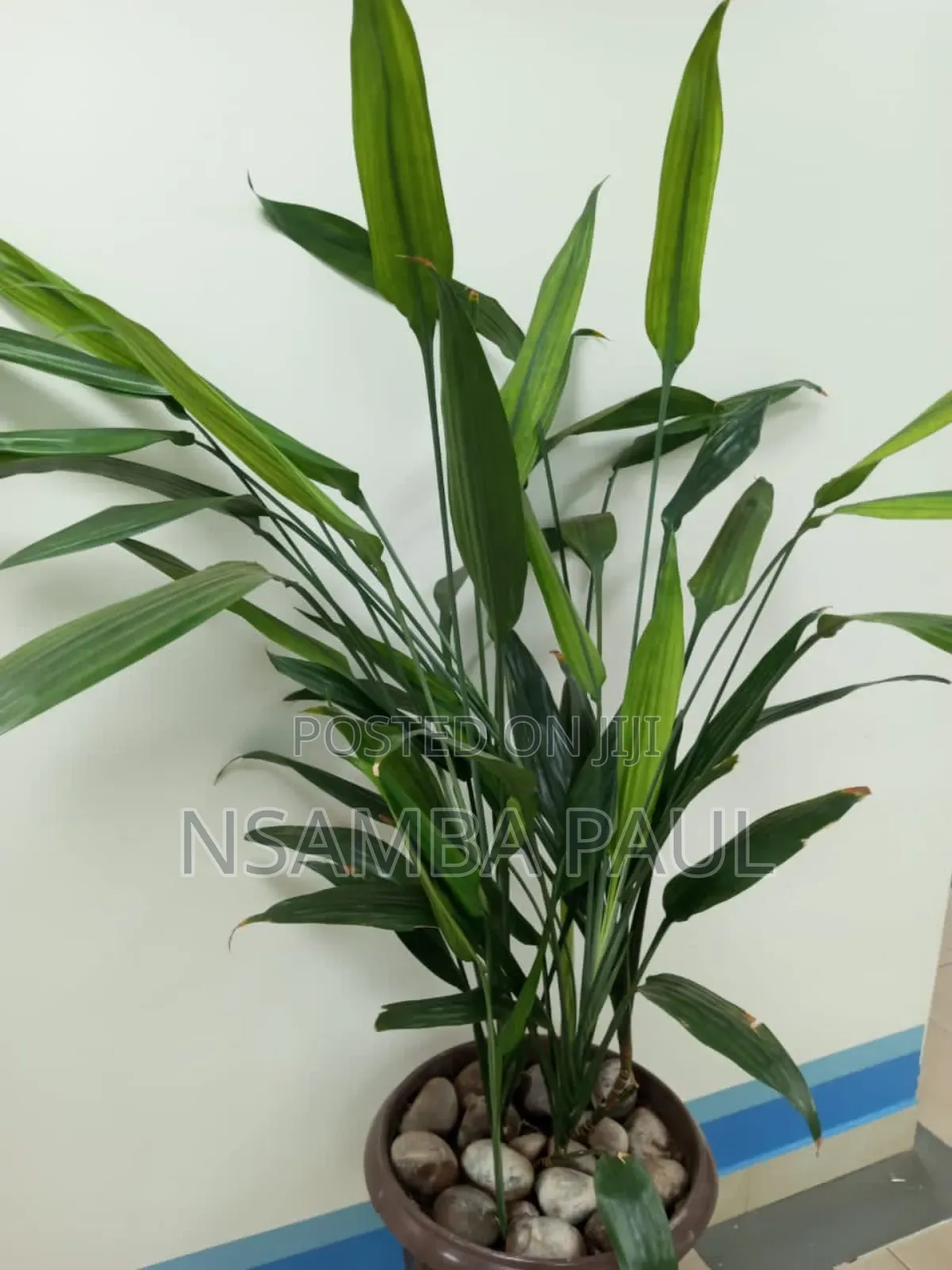 Indoor and Outdoor Plants