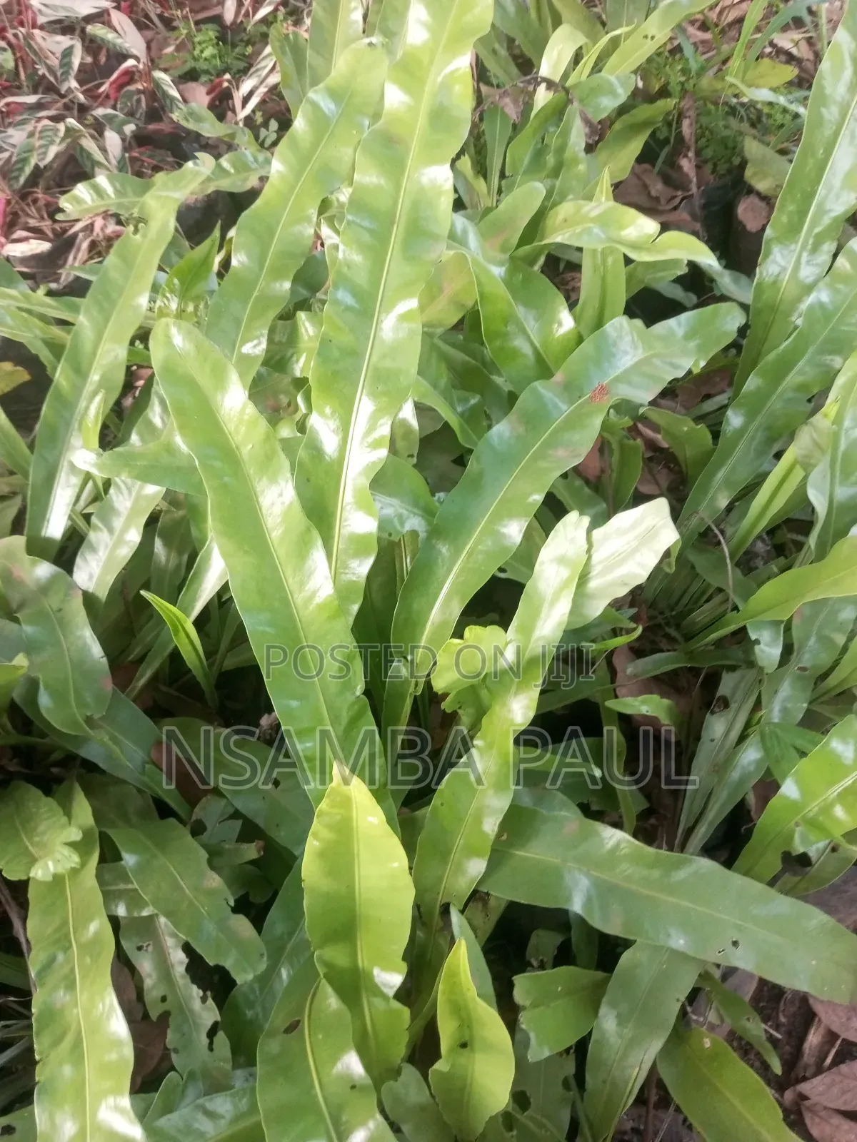 Indoor and Outdoor Plants