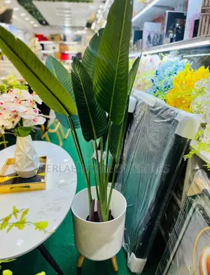 Banana Plant