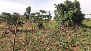 5.25 Acres of Land for Sale in Namukono Ngogwe S/County Buikwe Distric