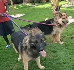 6-12 months Male Purebred German Shepherd