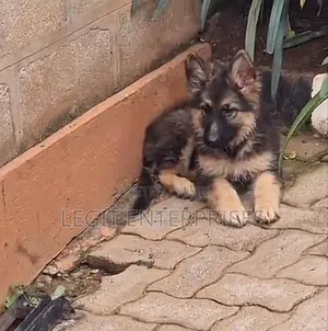 1-3 months Male Purebred German Shepherd