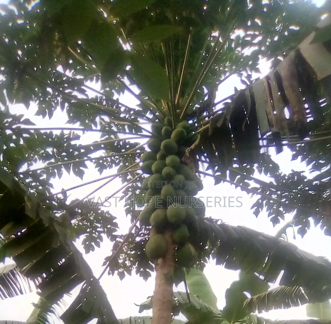 Papaya Seedlings