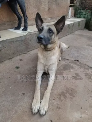 1+ year Male Purebred Belgian Malinois