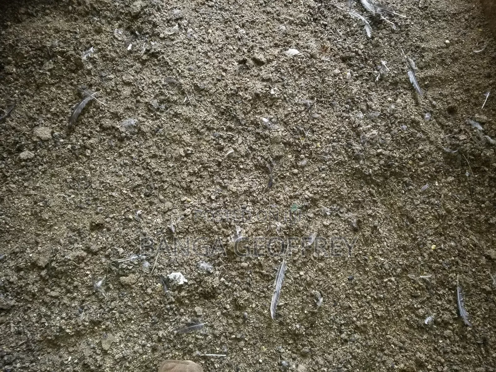 Local Chicken Manure