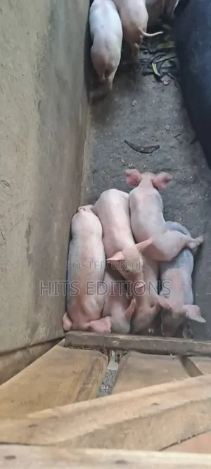 Pigs and Piglets on Sale