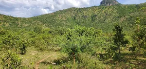 10 Acres Gold Land With Good Deposits, Visible Veins