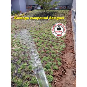 Natural Hybrid Paspalum Grass Lawn Shares