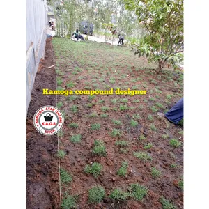 Hybrid Paspalum Grass/ Natural Grass Carpet 7