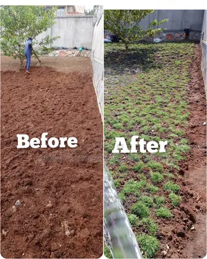 Natural Paspalum Grass/Natural Hybrid Grass