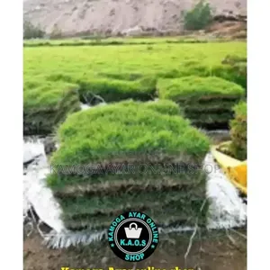 Natural Garden Hybrid Paspalum Grass Carpet