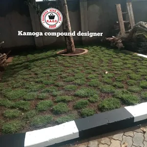 Hybrid Natural Paspalum Grass 3