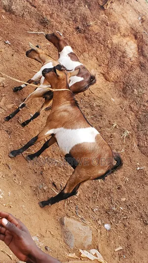 Mother Goat and It's Two Kids