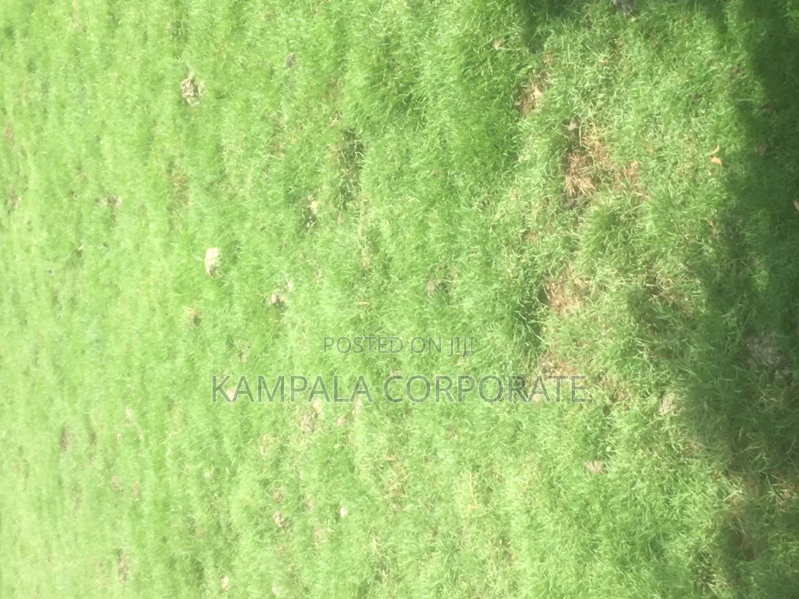 Natural Grass for Compound Free Planting
