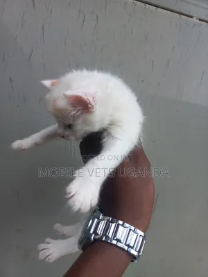 0-1 month Male Purebred American Curl