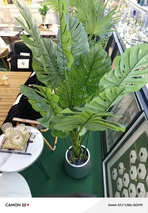 Best Quality Plant