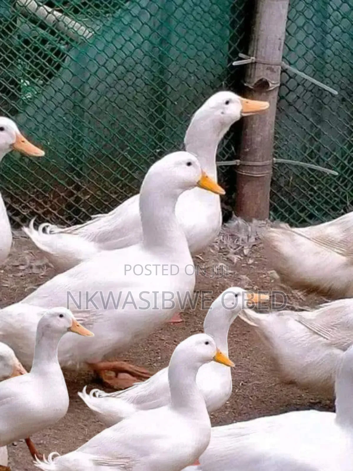 Jumbo Pekin Ducks