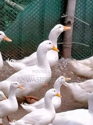 Jumbo Pekin Ducks