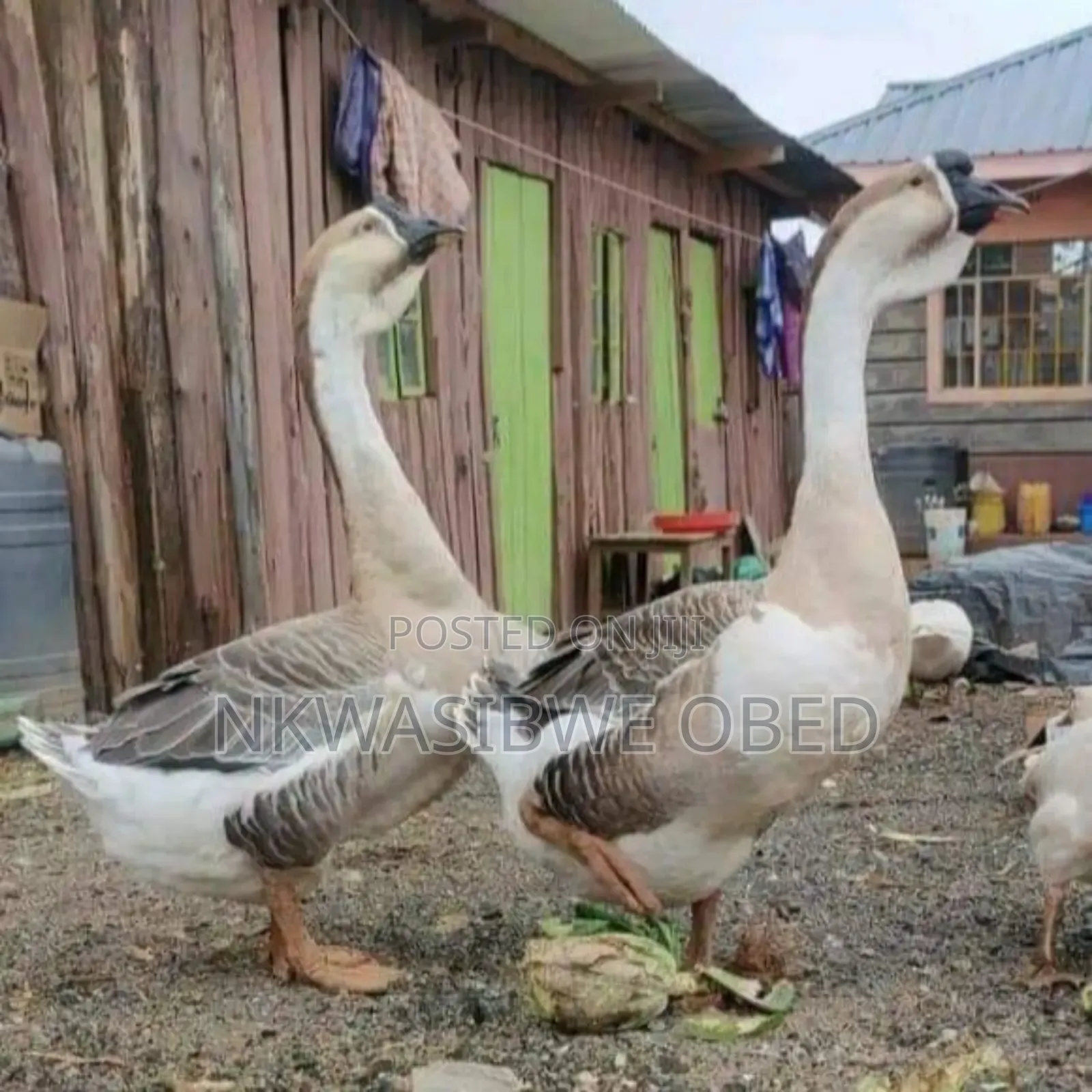 African Geese