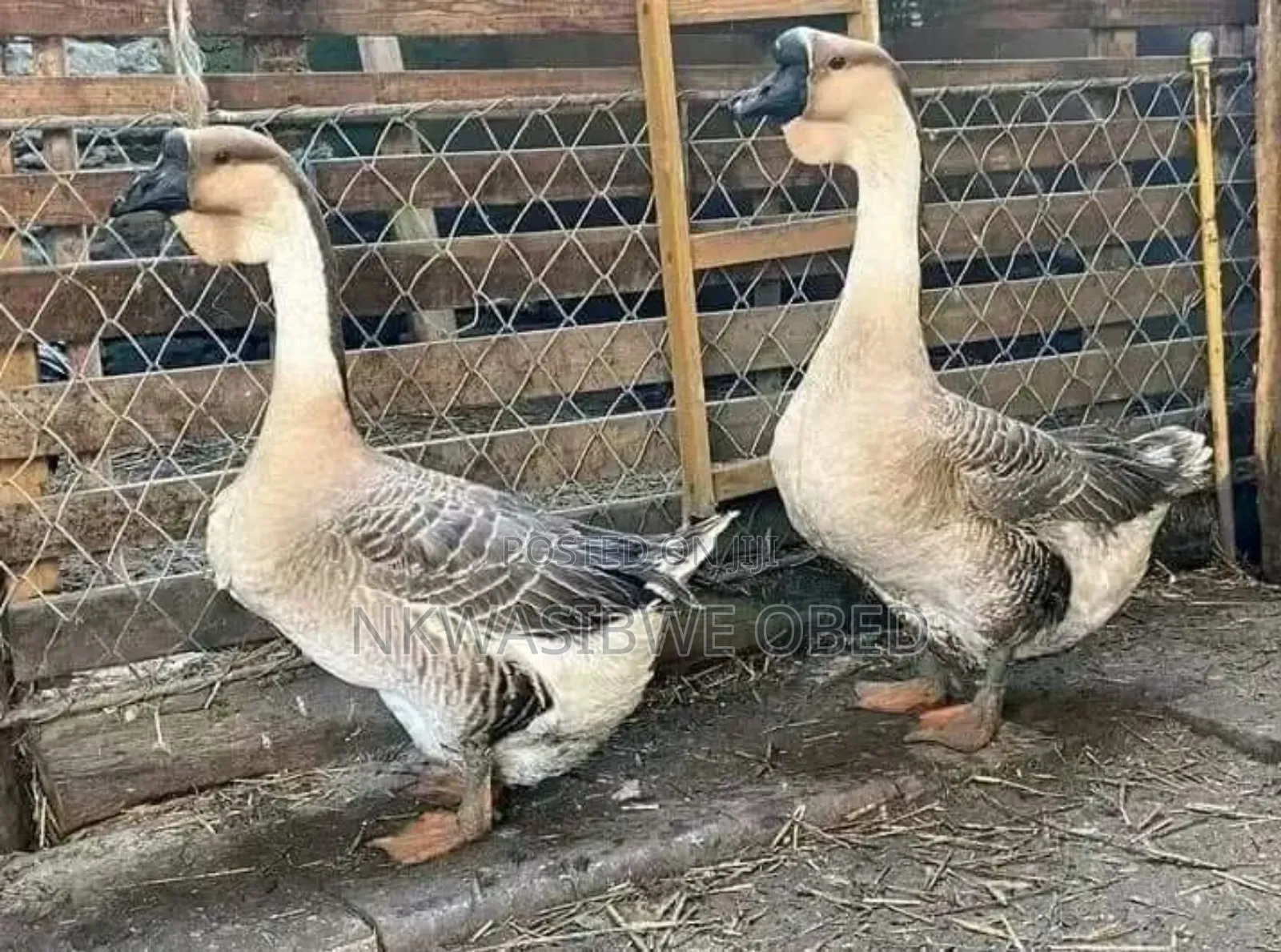 African Geese