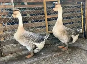African Geese