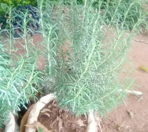 Established Rose Mary Seedling Ready for Consumption
