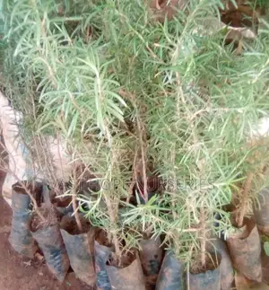 Rose Mary Seedlings