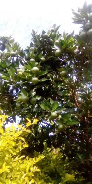 Improved Orange Seedlings