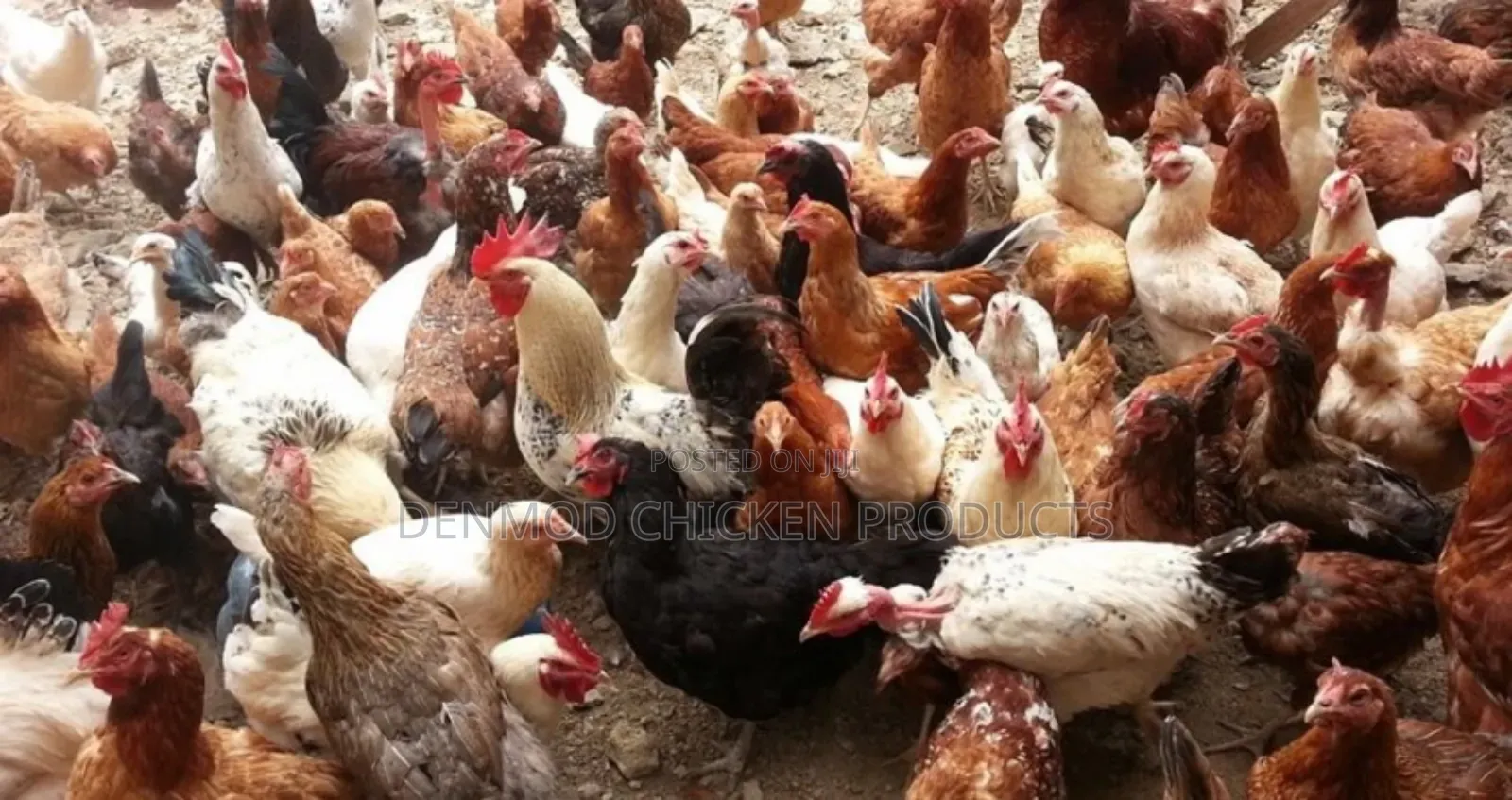 Fresh Chicken