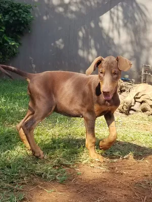 1-3 months Female Purebred Doberman Pinscher