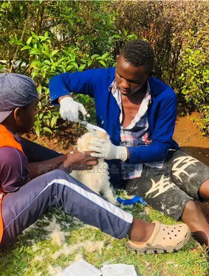 Dog Grooming Services