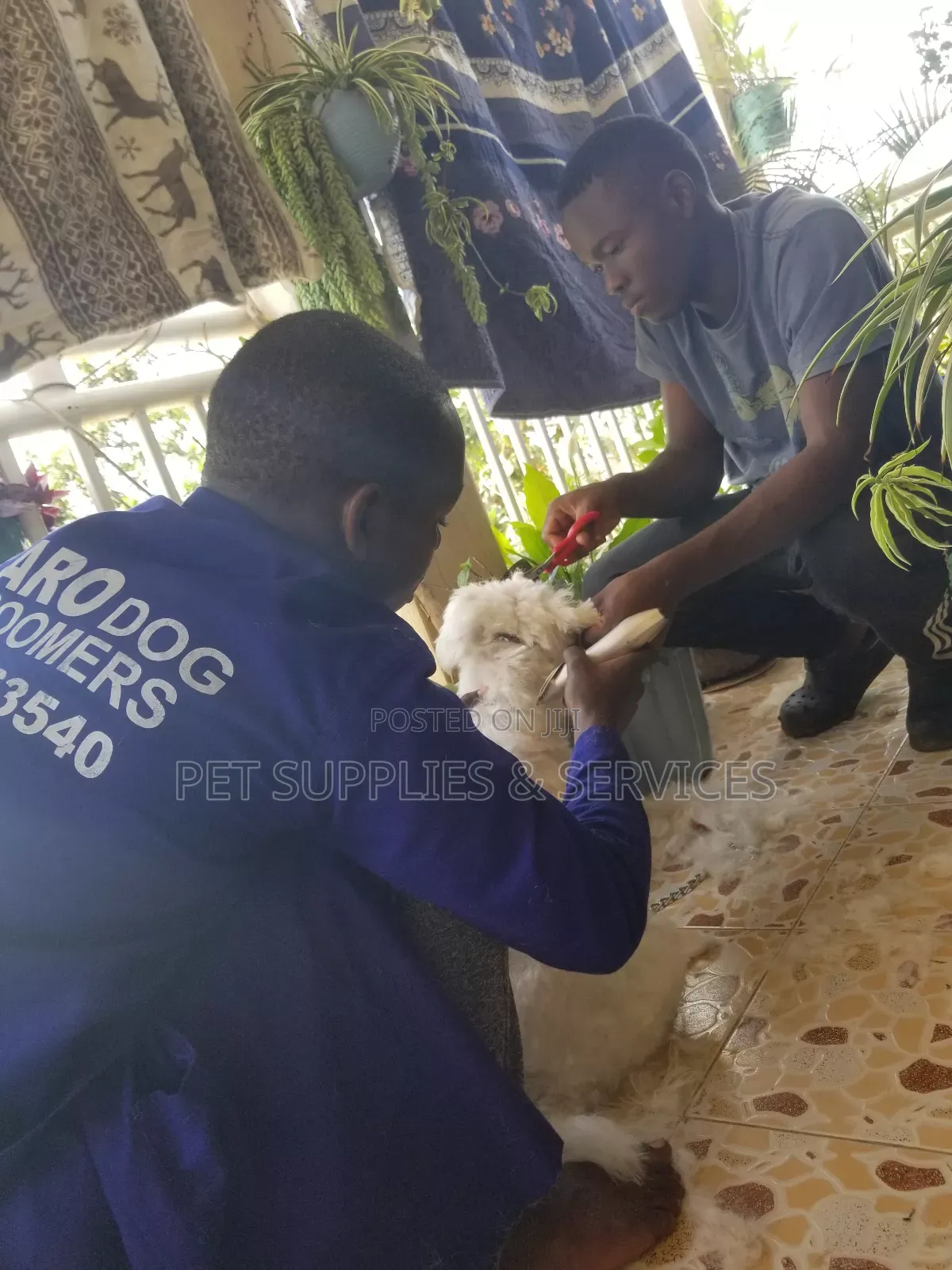 Dog Grooming Services