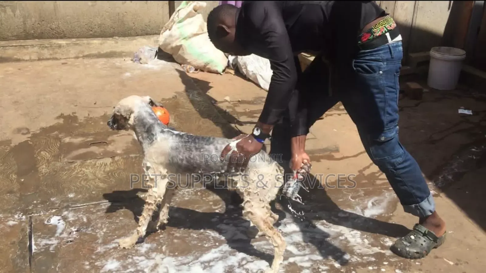 Dog Grooming Services