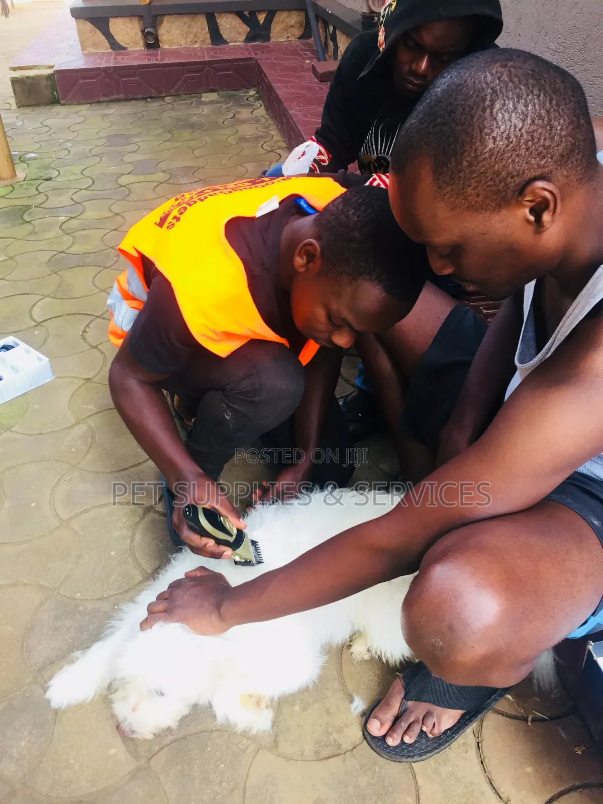Dog Grooming Services