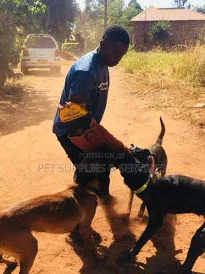 Dog Inhome Training Services