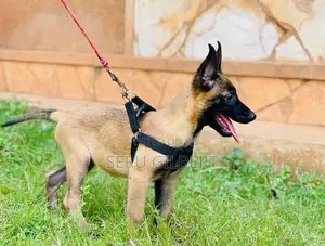 3-6 months Male Purebred Belgian Malinois