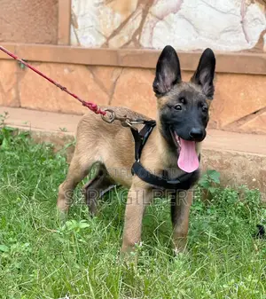 1-3 months Male Purebred Belgian Malinois