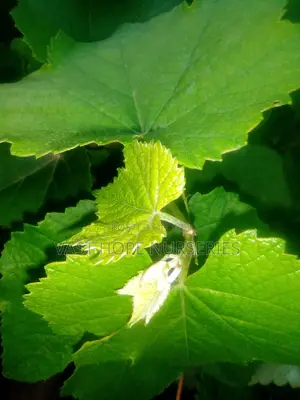 Grapes Seedlings