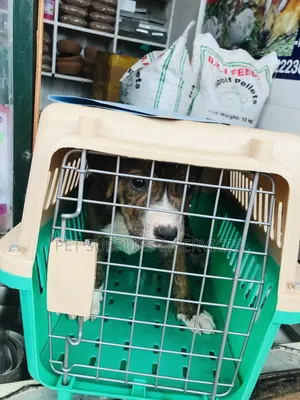 Traveling Dog Cage