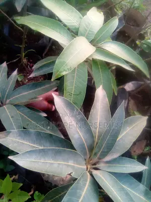 Tommy Mango Seedlings