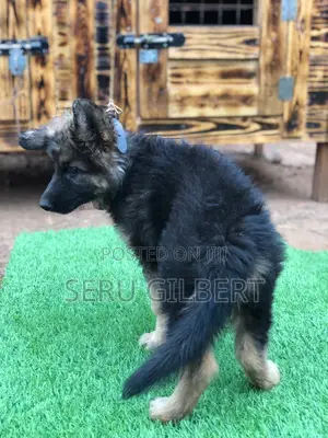1-3 months Female Purebred German Shepherd